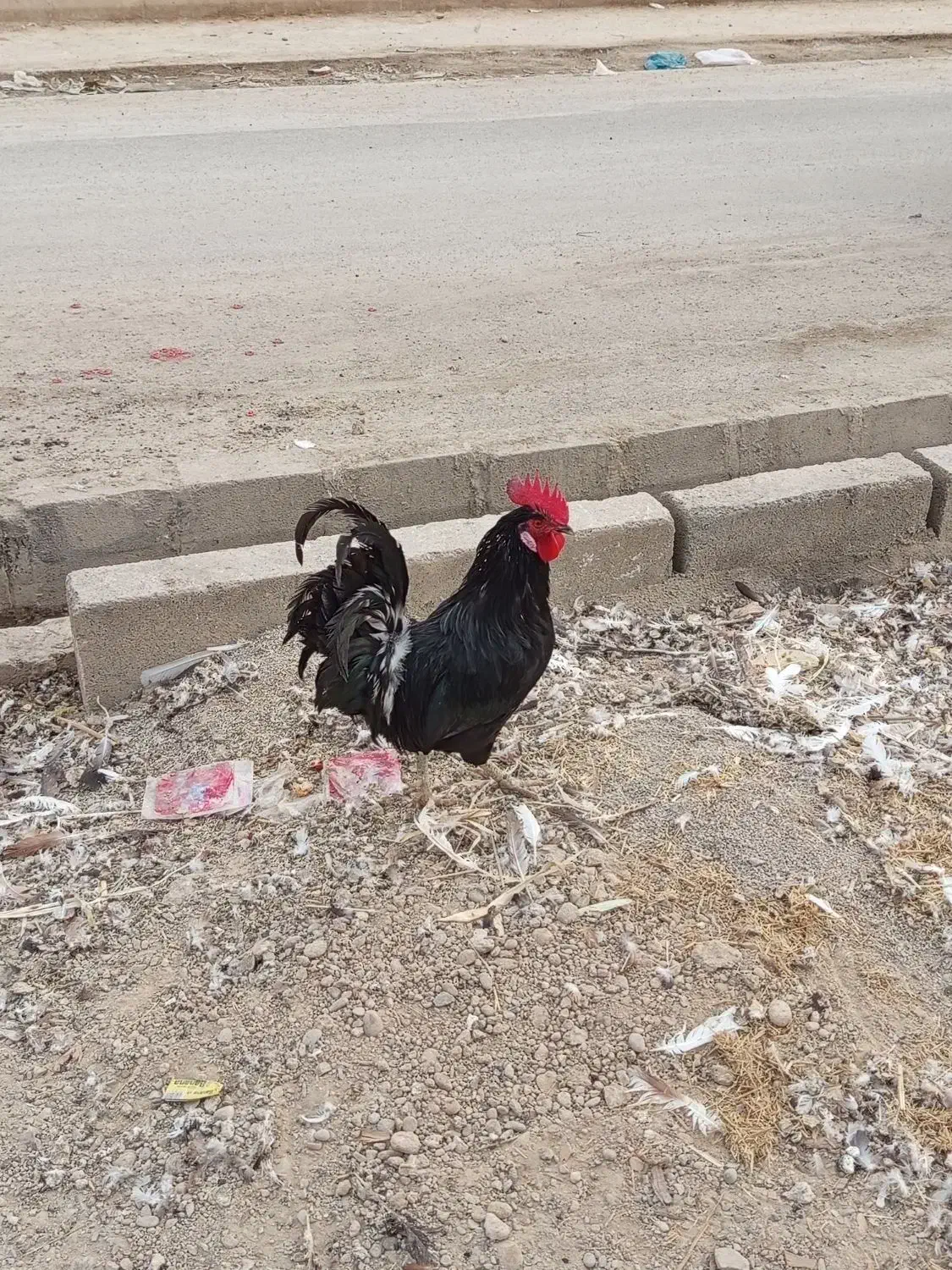 یک خروس سیاه خالص با یدونه مرغ|پرنده|امیدیه, |دیوار