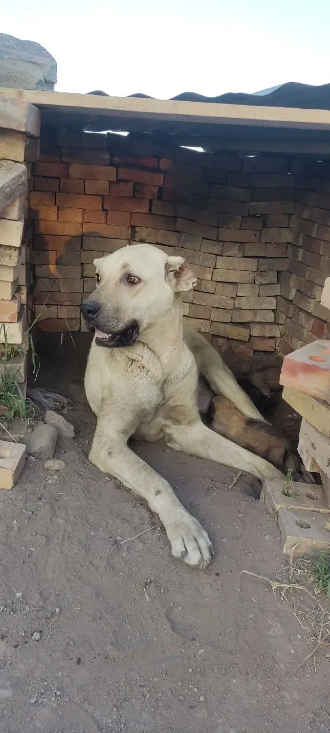 گمشده|حیوانات|سراب, |دیوار