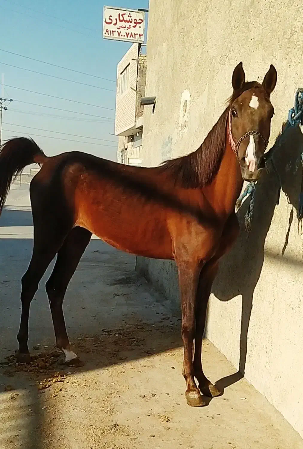 کره اسب مادیان دمگیر|اسب و تجهیزات اسبسواری|اصفهان, قهجاورستان|دیوار