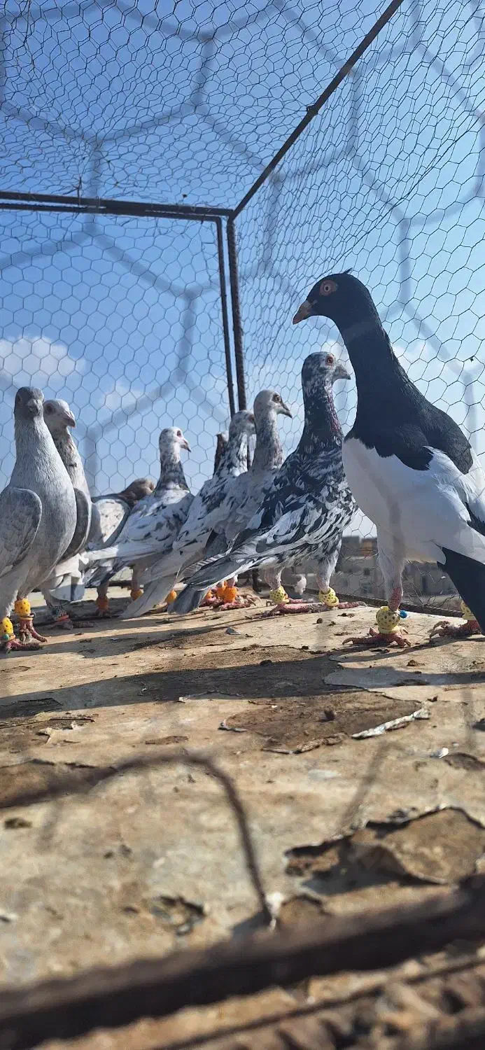 ۱۲تا هفرنگ پرخال همه جوان بشرط|پرنده|الوند, |دیوار