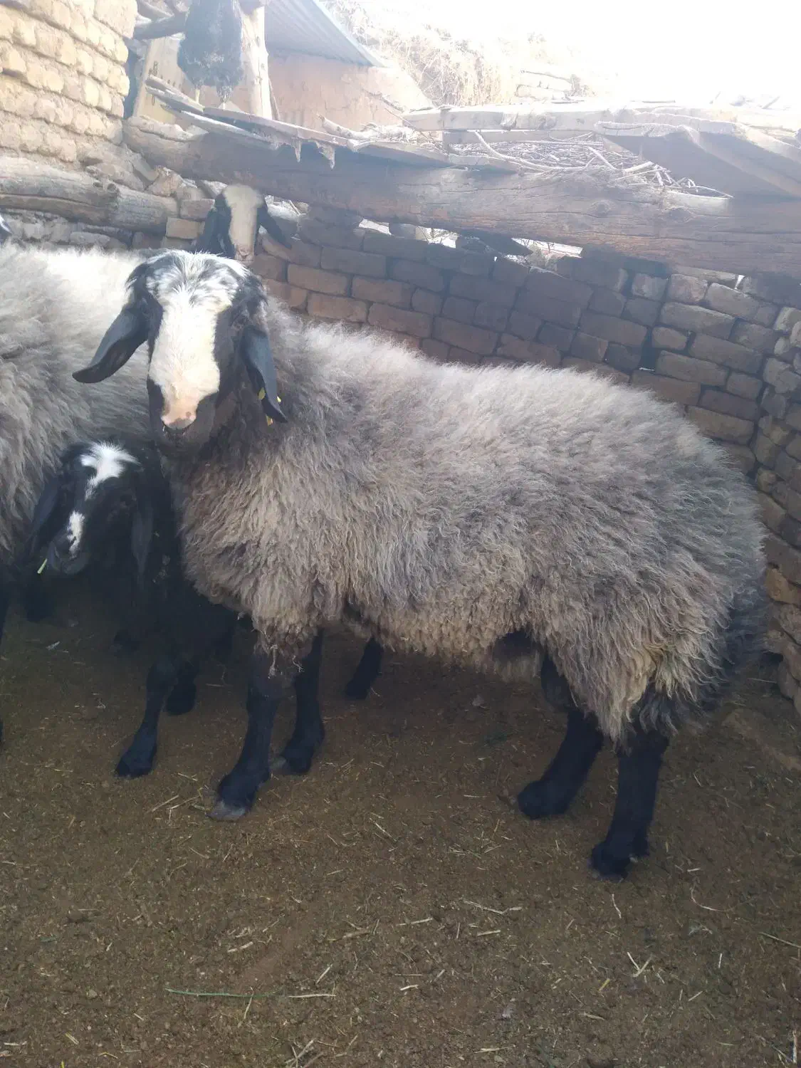 شیشک قوچ شالی|حیوانات مزرعه|ضیاء آباد, |دیوار