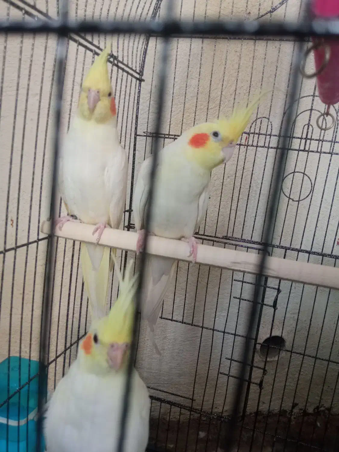 عروس هلندی مولد|پرنده|سرپل ذهاب, |دیوار