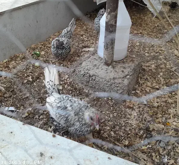 تخم مرغ سبرایت سیلور|حیوانات مزرعه|نطنز, |دیوار