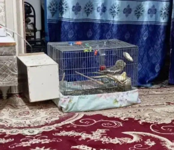 یک جفت عروس هلندی م|پرنده|بمپور, |دیوار