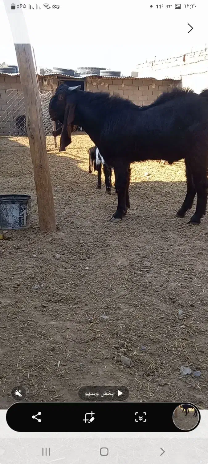 بزغاله نر پاکستانی جنس عالی فروشی|حیوانات مزرعه|سلامی, |دیوار