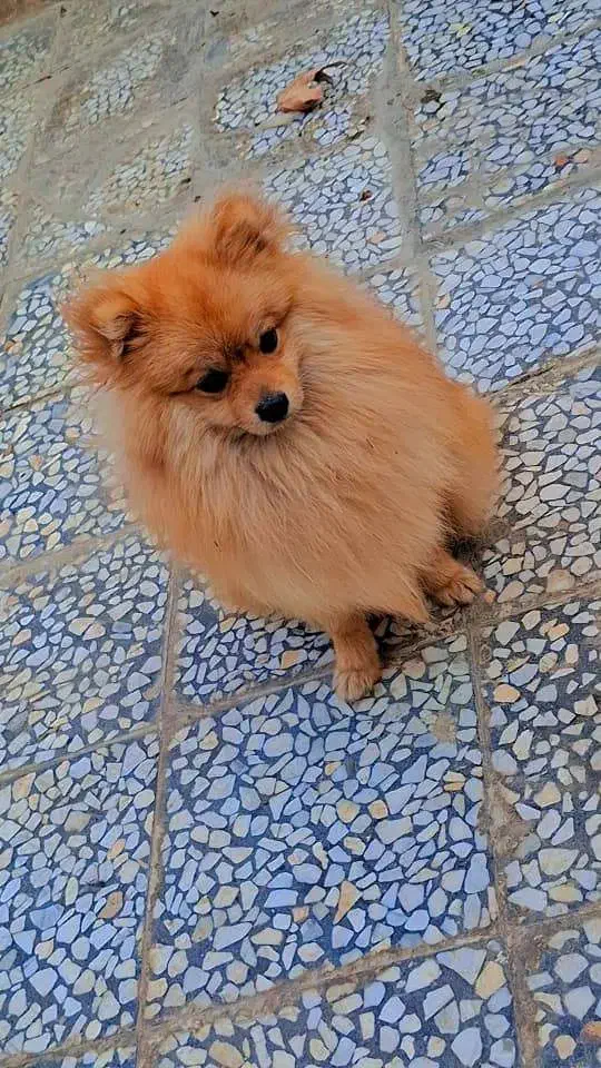 پامرانین|سگ|رشت, گلسار|دیوار