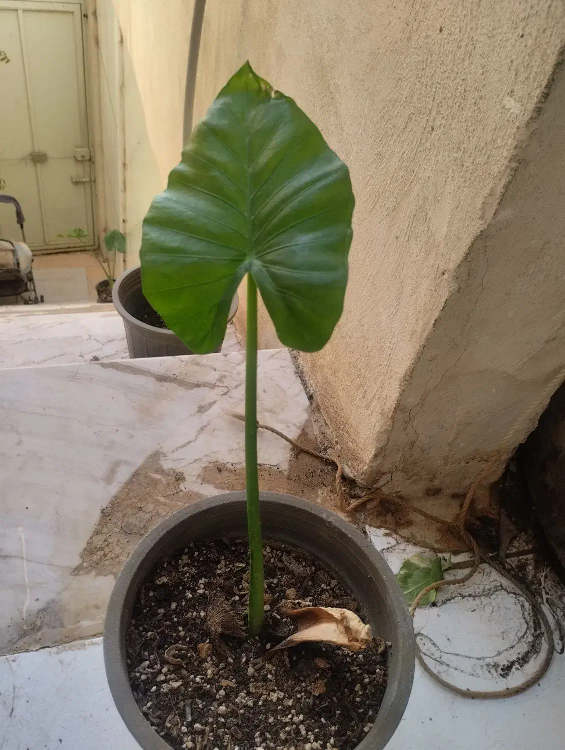 گل باباآدم|گل و گیاه طبیعی|قم, در بهشت|دیوار