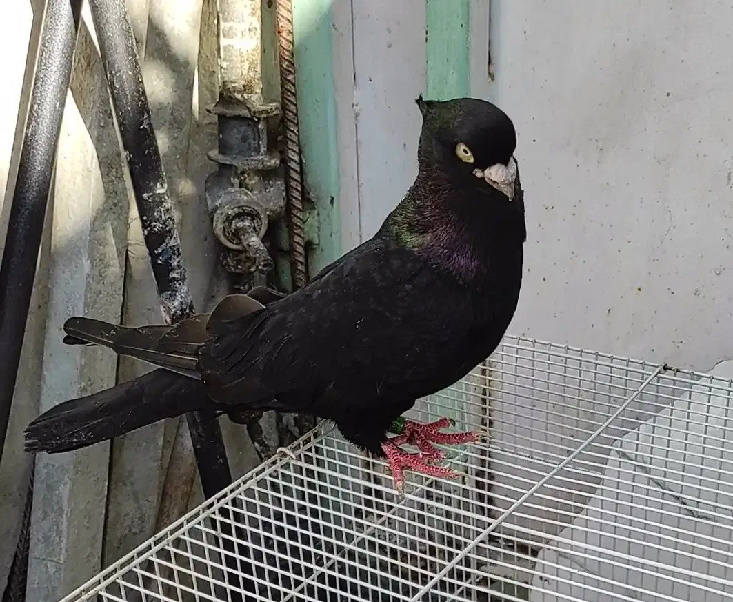 صرب|پرنده|بندر گناوه, |دیوار