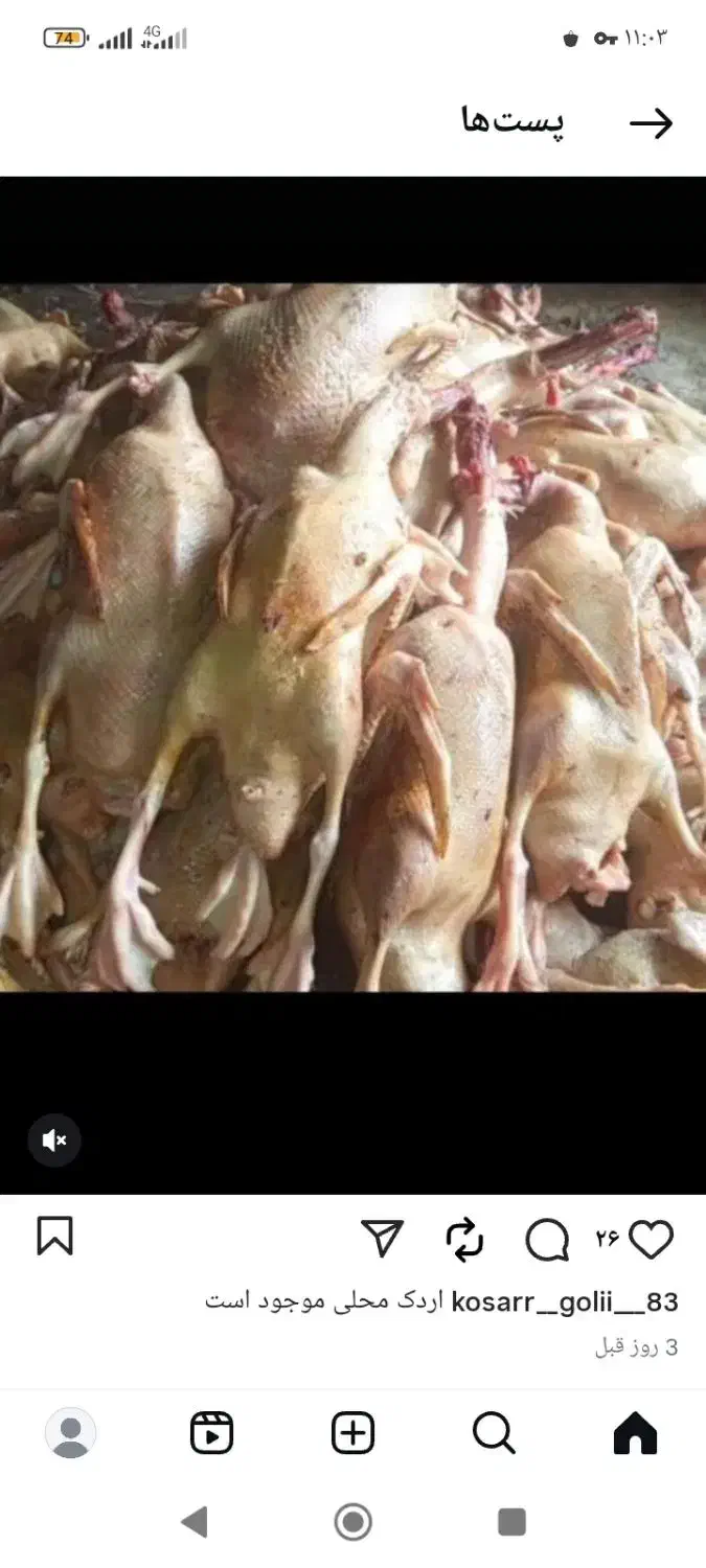 اردک محلی|حیوانات مزرعه|حویق, |دیوار