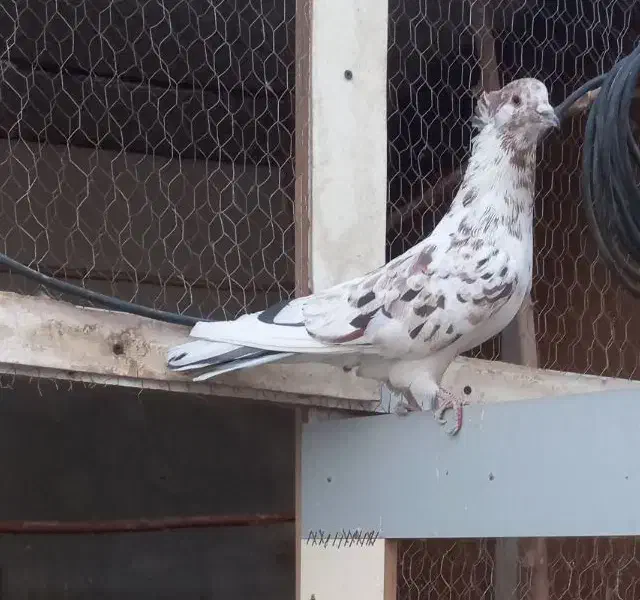 یک جفت نر سورور و ماده سفید یکت قهوه ای|پرنده|کرج, شهرک نهال و بذر|دیوار