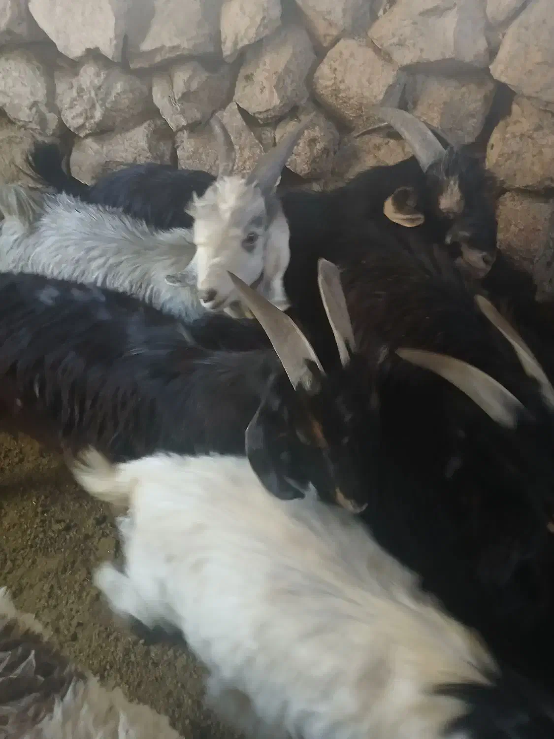 کهره نر چاق|حیوانات مزرعه|بیضا, |دیوار