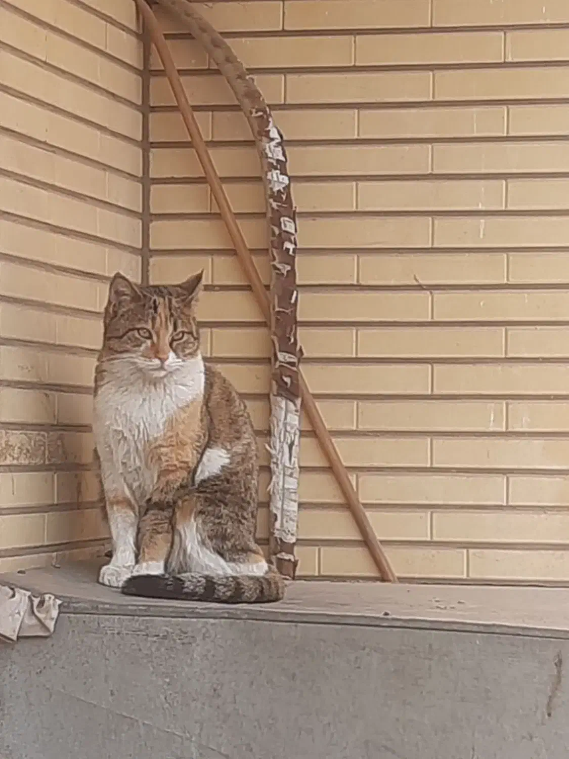 واگذاری گربه ماده یک و نیم ساله عقیم نشده|گربه|کاشان, سیفی آباد|دیوار