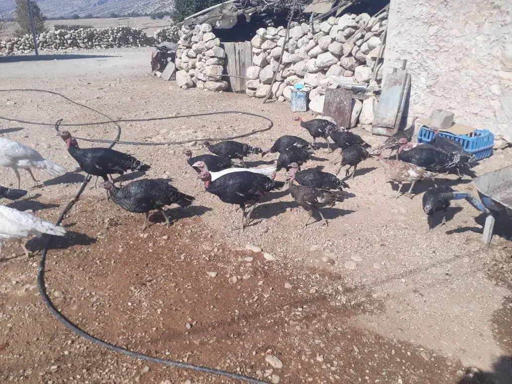 بوقلمون باقیمت مناسب|حیوانات مزرعه|بهبهان, |دیوار