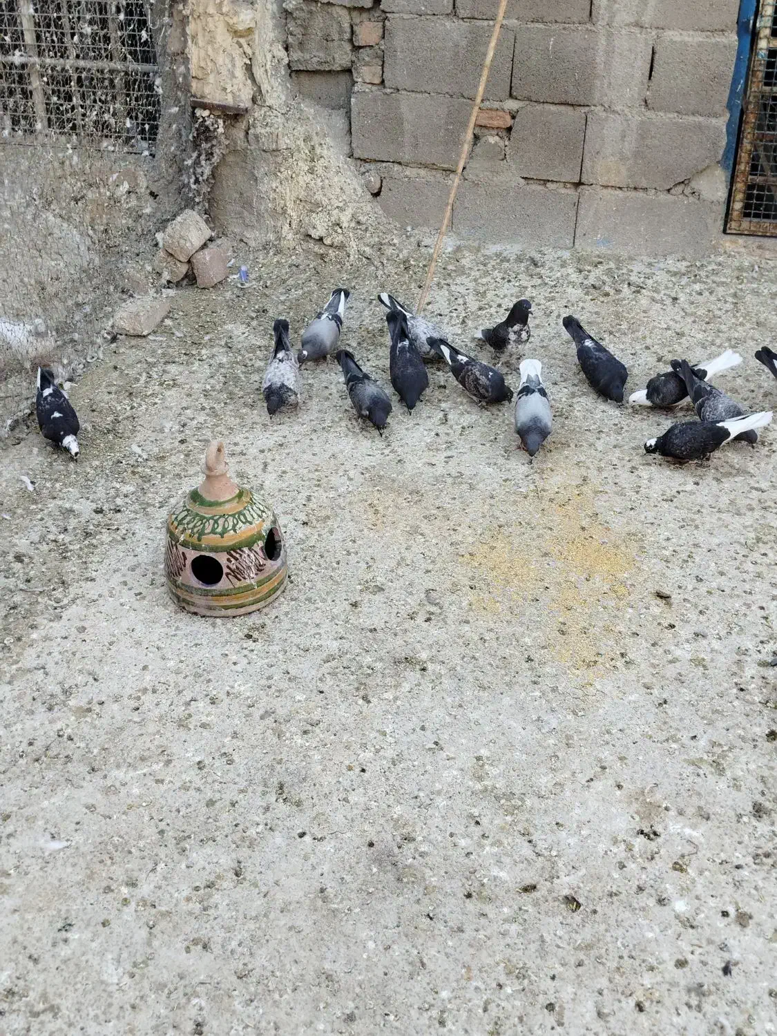 تعدادی جوجه کبوتر|پرنده|ساوه, |دیوار