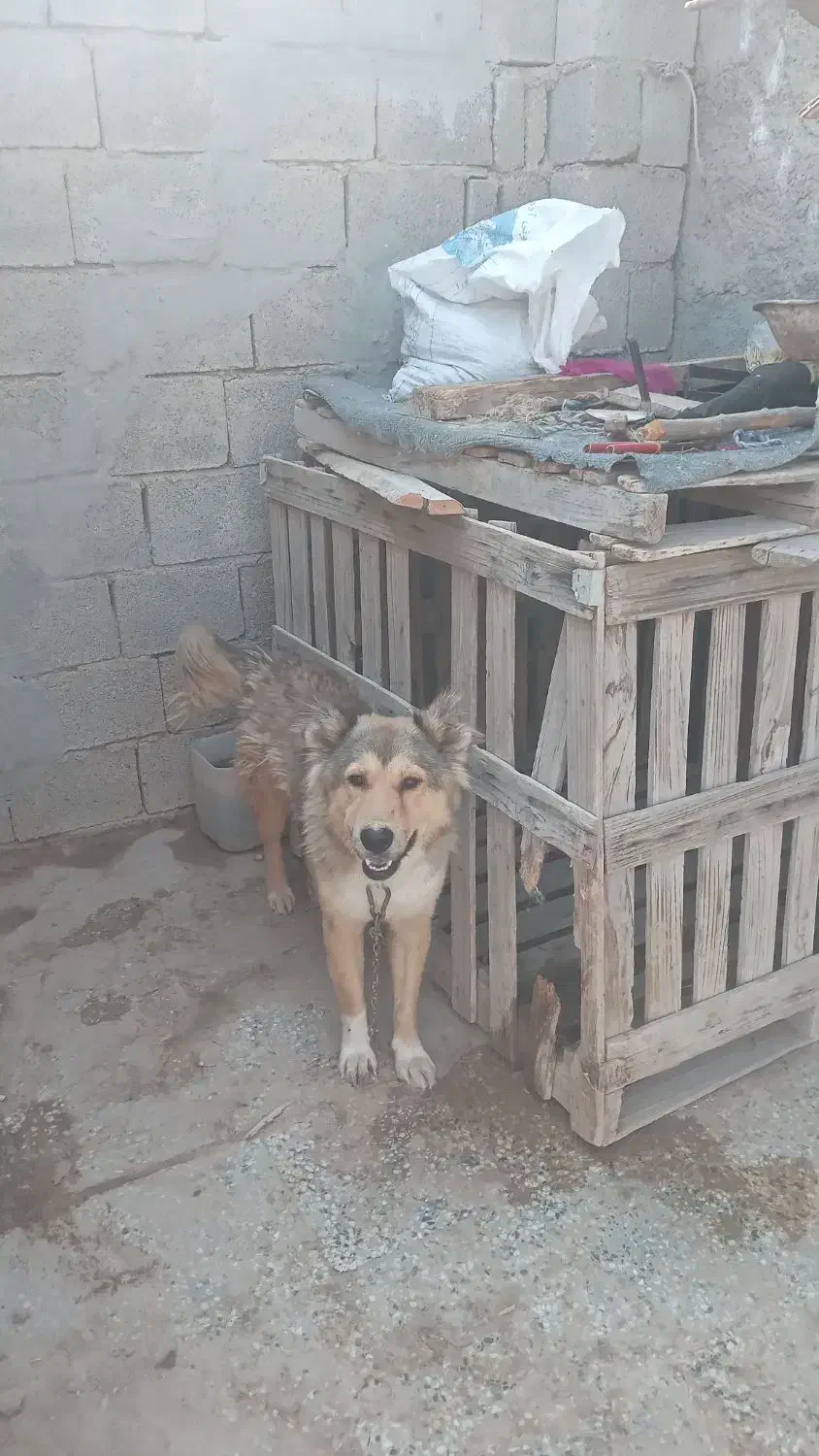 واگذاری سگ گله ای|سگ|بندر گناوه, |دیوار