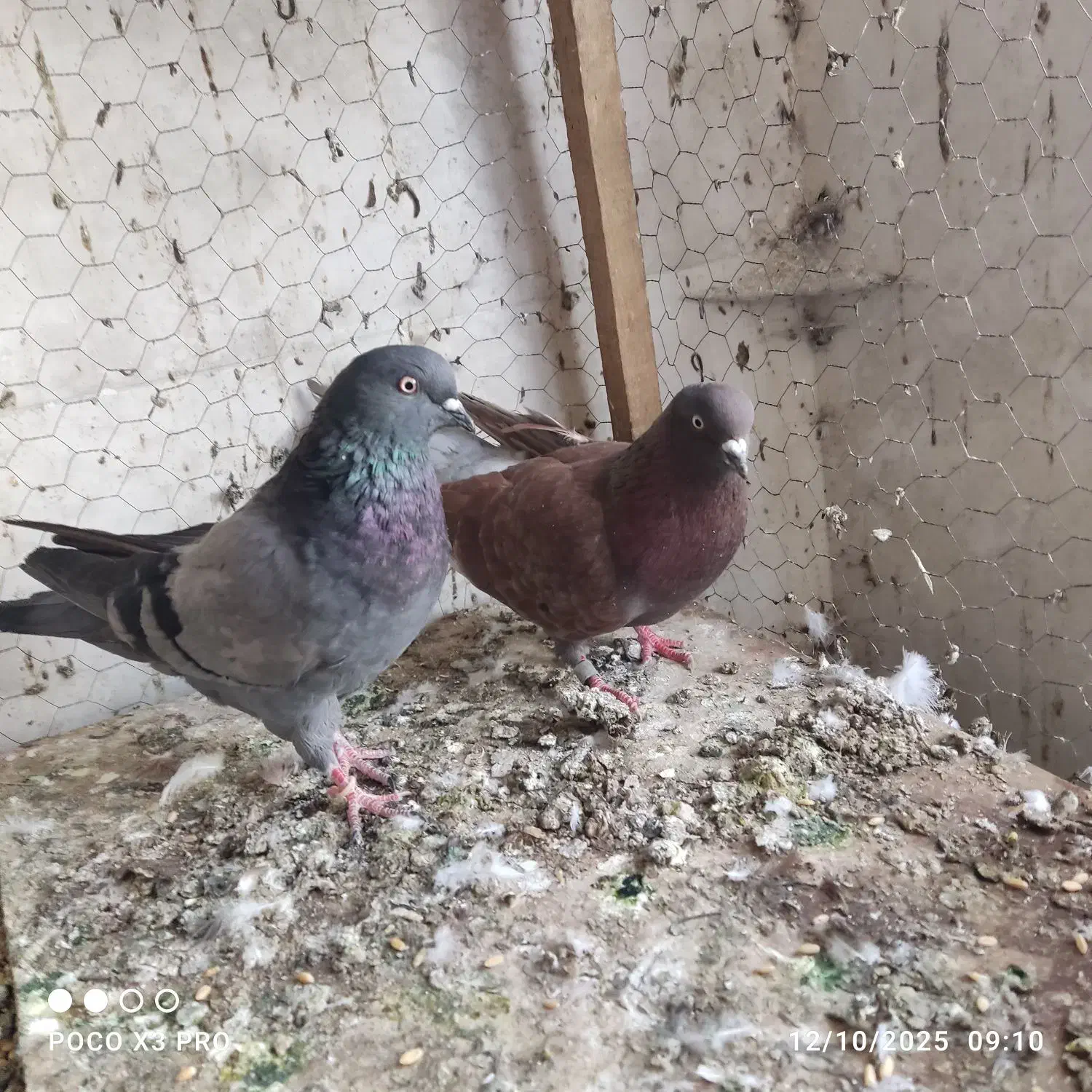 کفتر|پرنده|خرمدره, |دیوار