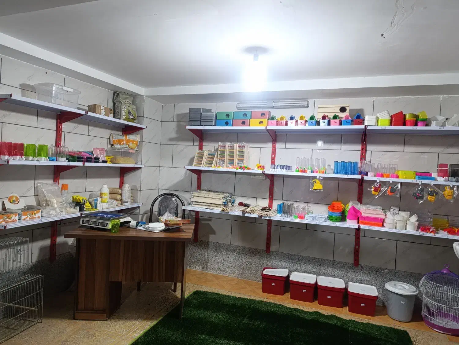 پت شاپ پرندگان ترینو ،جفت مولدوجوجه سری لاکی عروس|پرنده|فسا, |دیوار