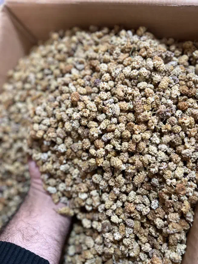 توت خشک|خوردنی و آشامیدنی|گرگان, |دیوار