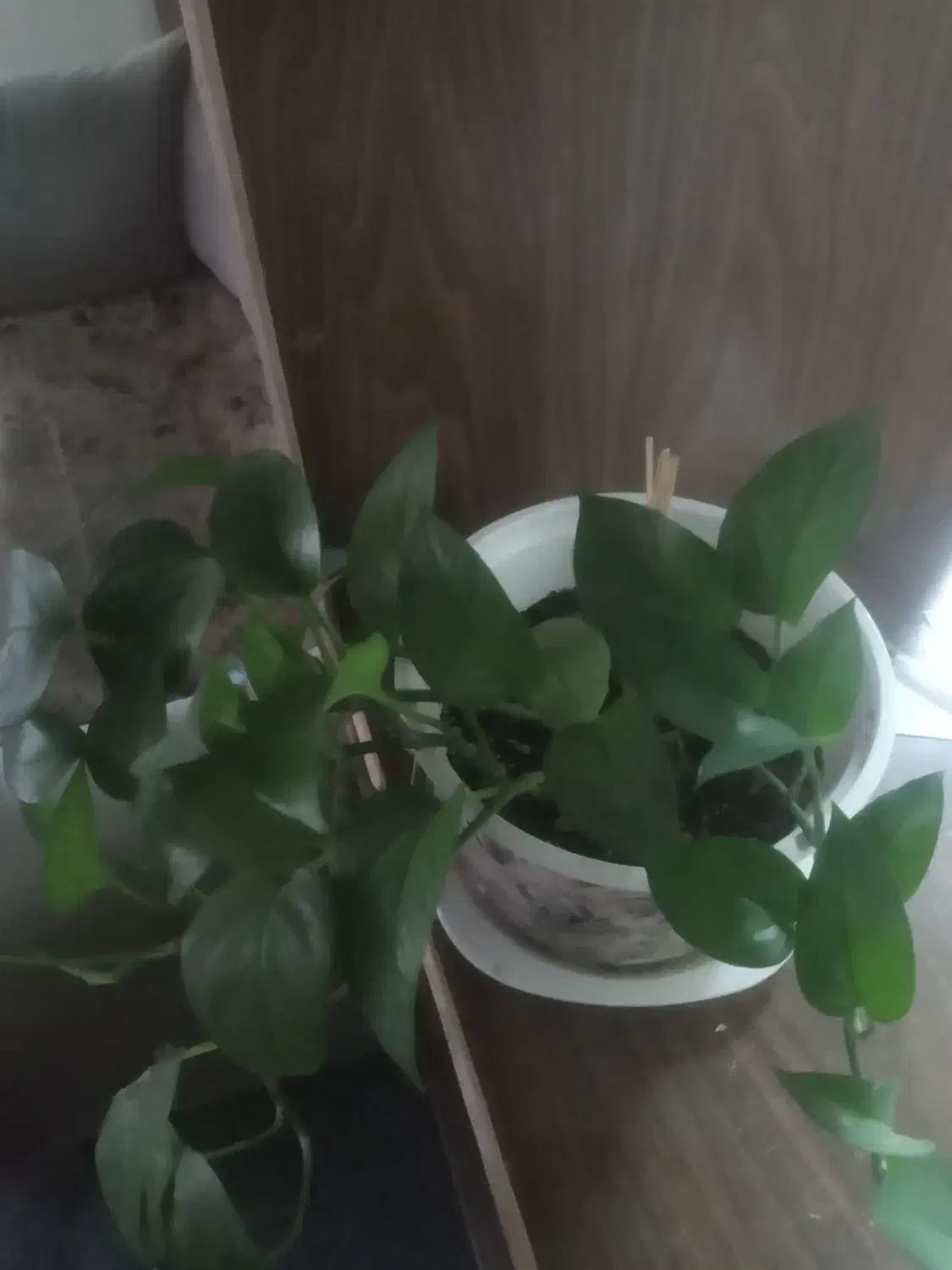 گل‌‌طبیعی|گل و گیاه طبیعی|بروجرد, |دیوار