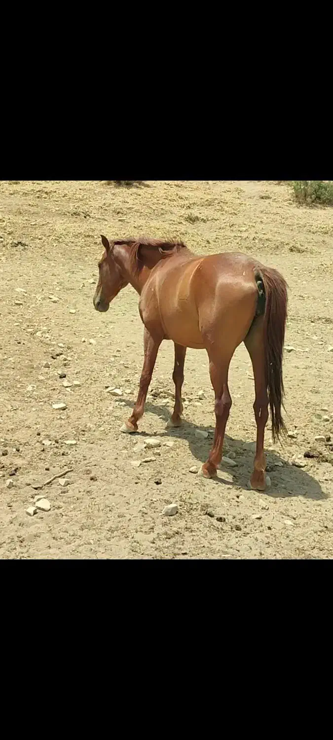 مادیان فروشی|اسب و تجهیزات اسبسواری|کلاشی, |دیوار