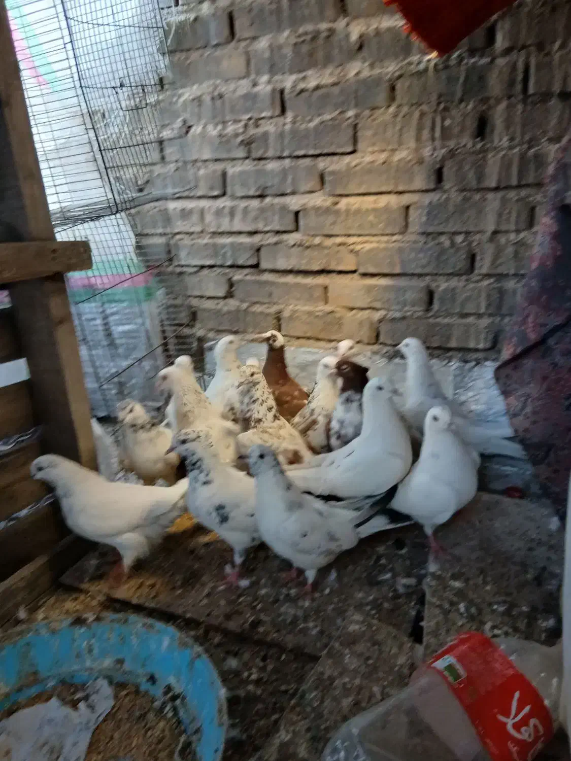 کبوتر|پرنده|تهران, صادقیه|دیوار