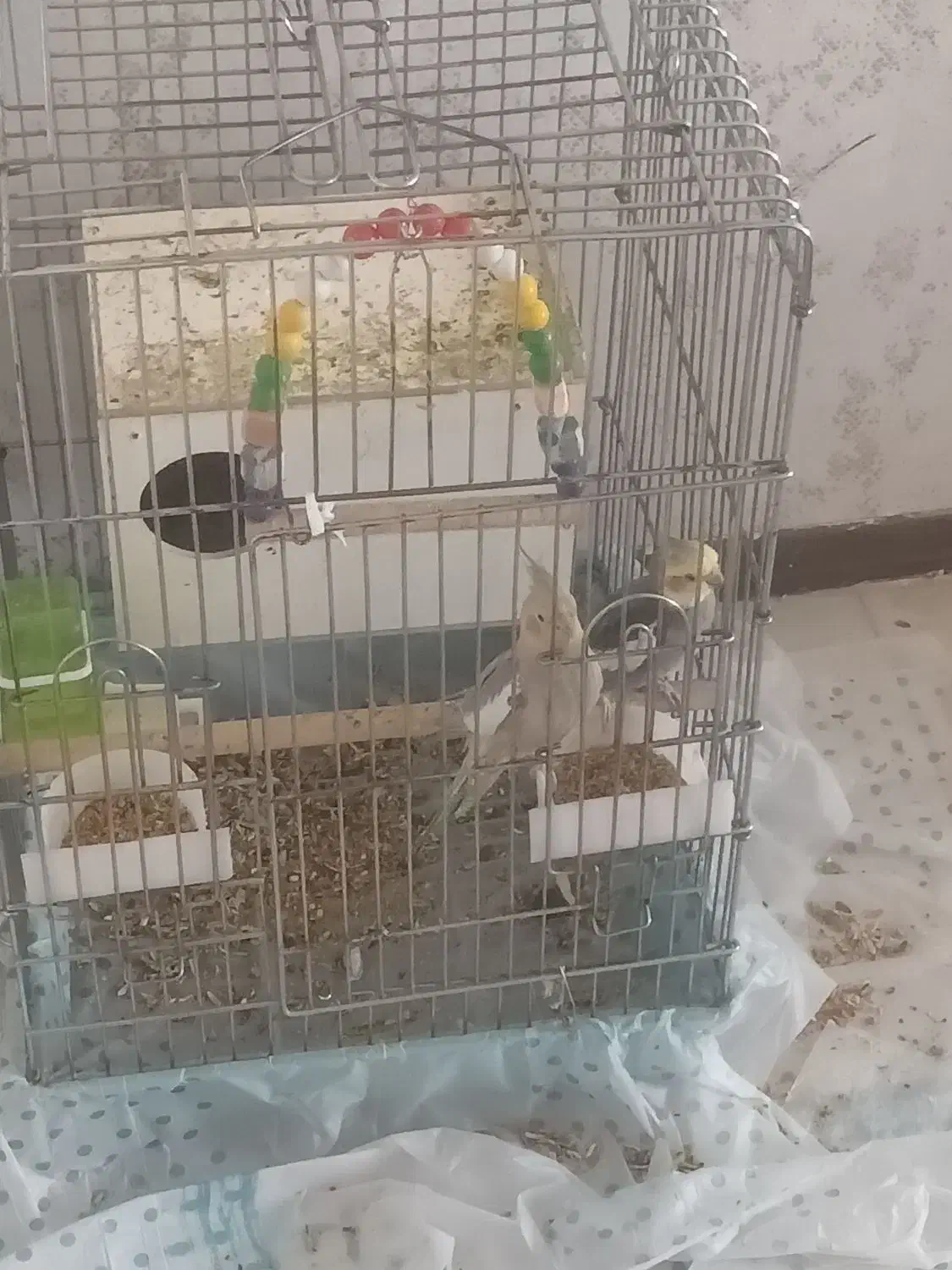 پرنده|پرنده|شاهدشهر, |دیوار