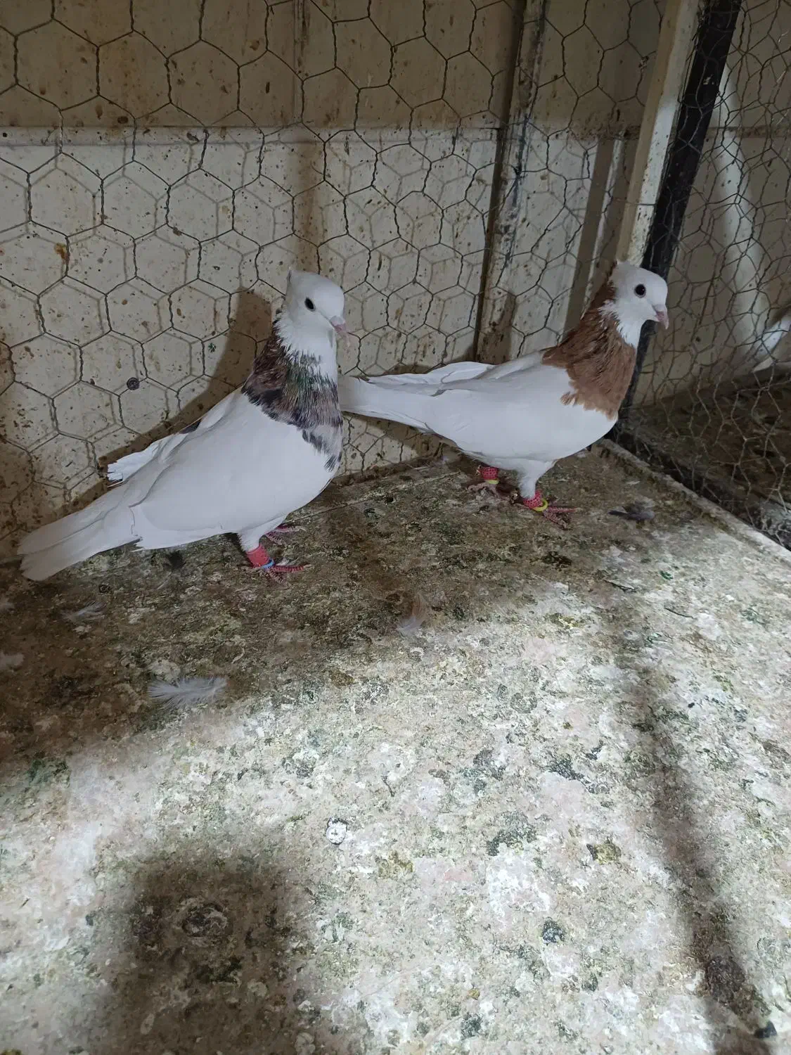 طوقی زرد نر|پرنده|اقبالیه, |دیوار