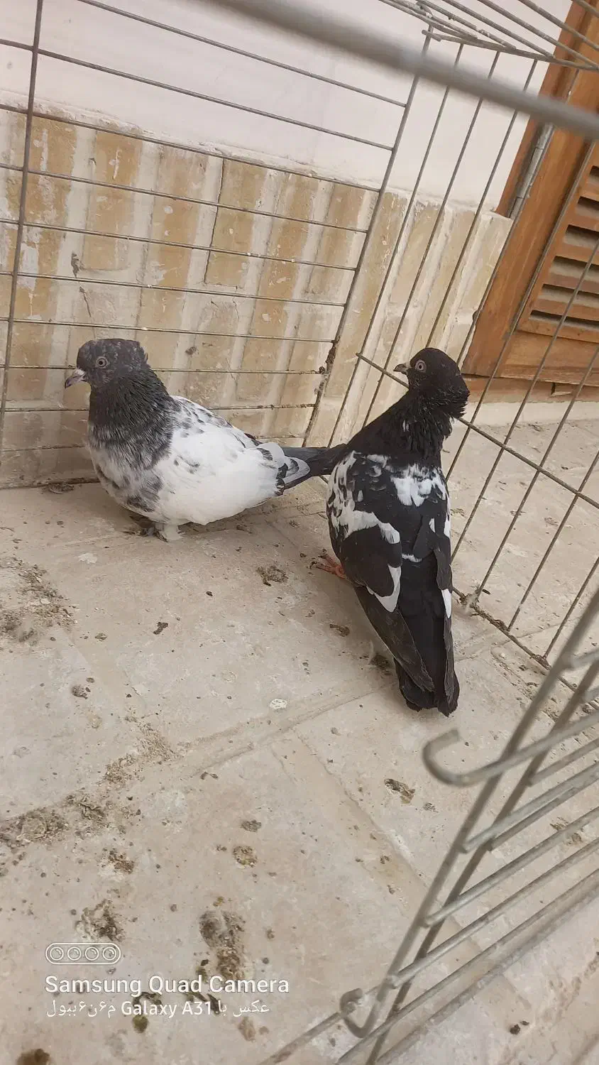 کبوتر سینه دم سیاه|پرنده|کاشان, شهرک فرهنگیان|دیوار