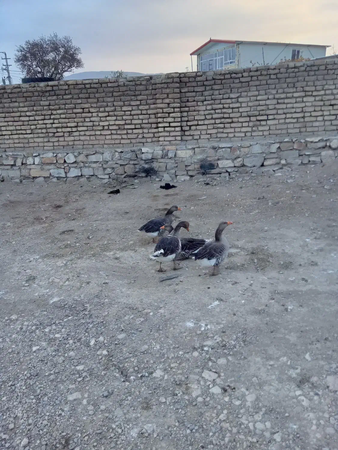 چهار تا غاز چهارتا اوردک|حیوانات مزرعه|کرمانشاه, |دیوار