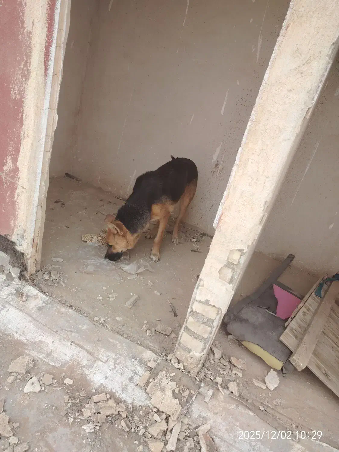 واگذاری سگ ژرمن نر|سگ|باوی, |دیوار