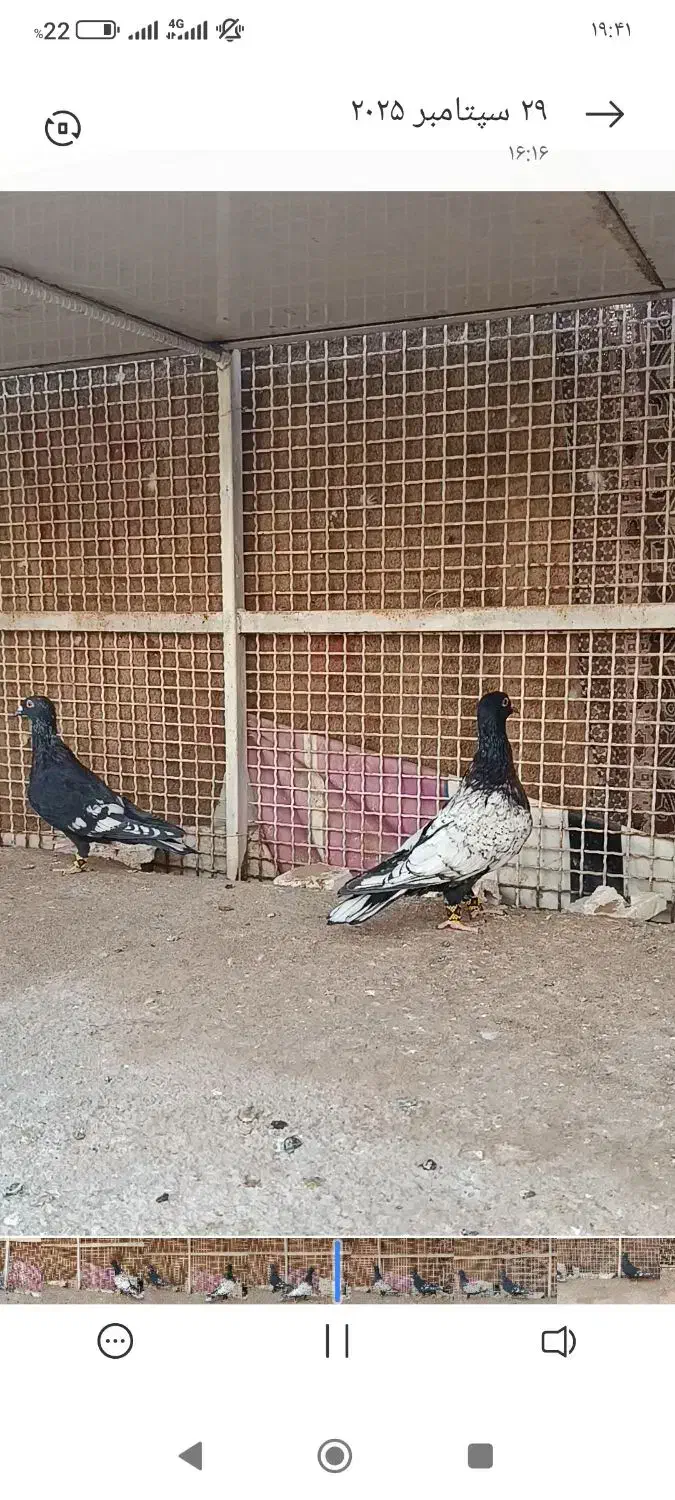 طاووسی سیاه|پرنده|تایباد, |دیوار