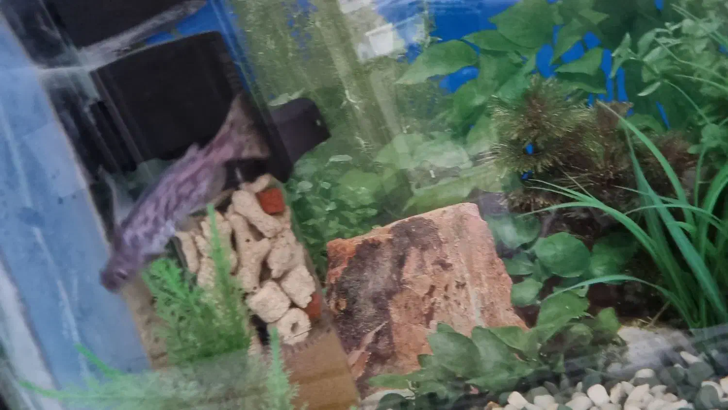 ماهی آکواریوم پنکوسی|ماهی|کرمانشاه, |دیوار