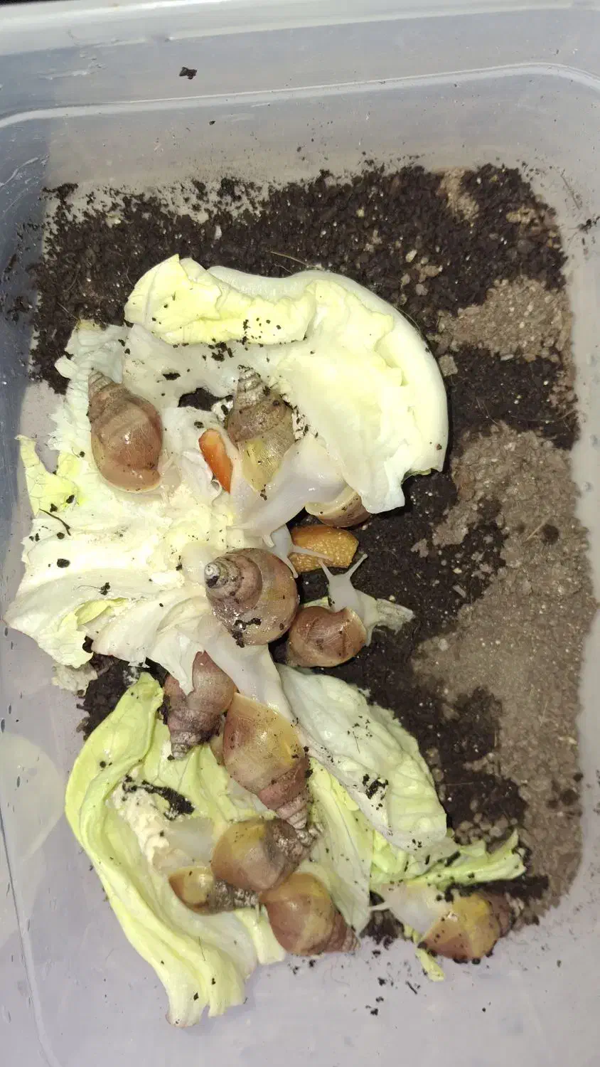 حلزون آچاتینا سفید|خزنده|لنجان, |دیوار