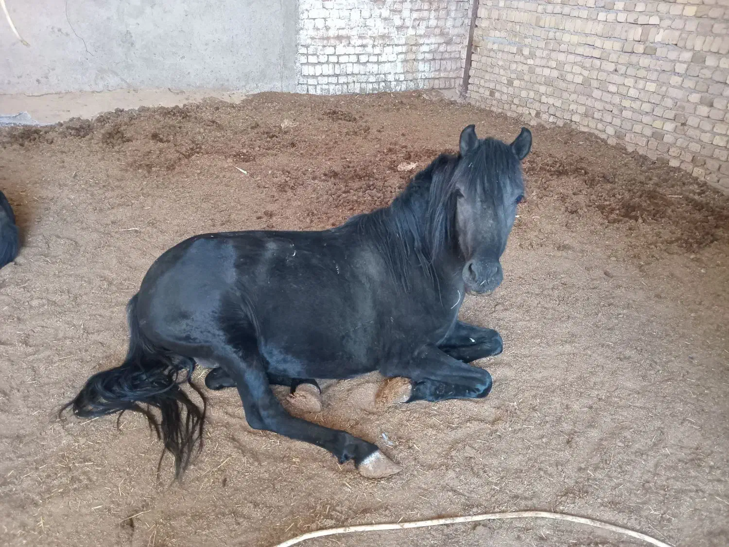 فروش اسب کرد|اسب و تجهیزات اسبسواری|بوئین زهرا, |دیوار