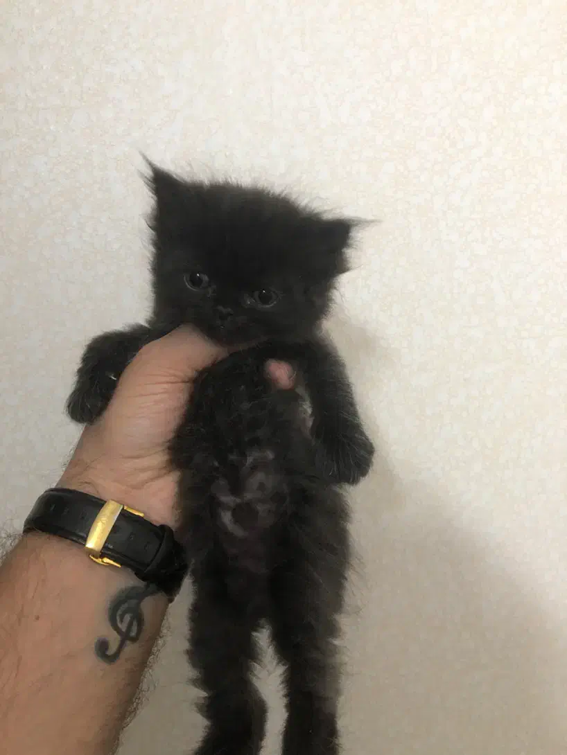 پرشین و اسکاتیش میکس|گربه|مشهد, مشکینی (شهرک غرب)|دیوار