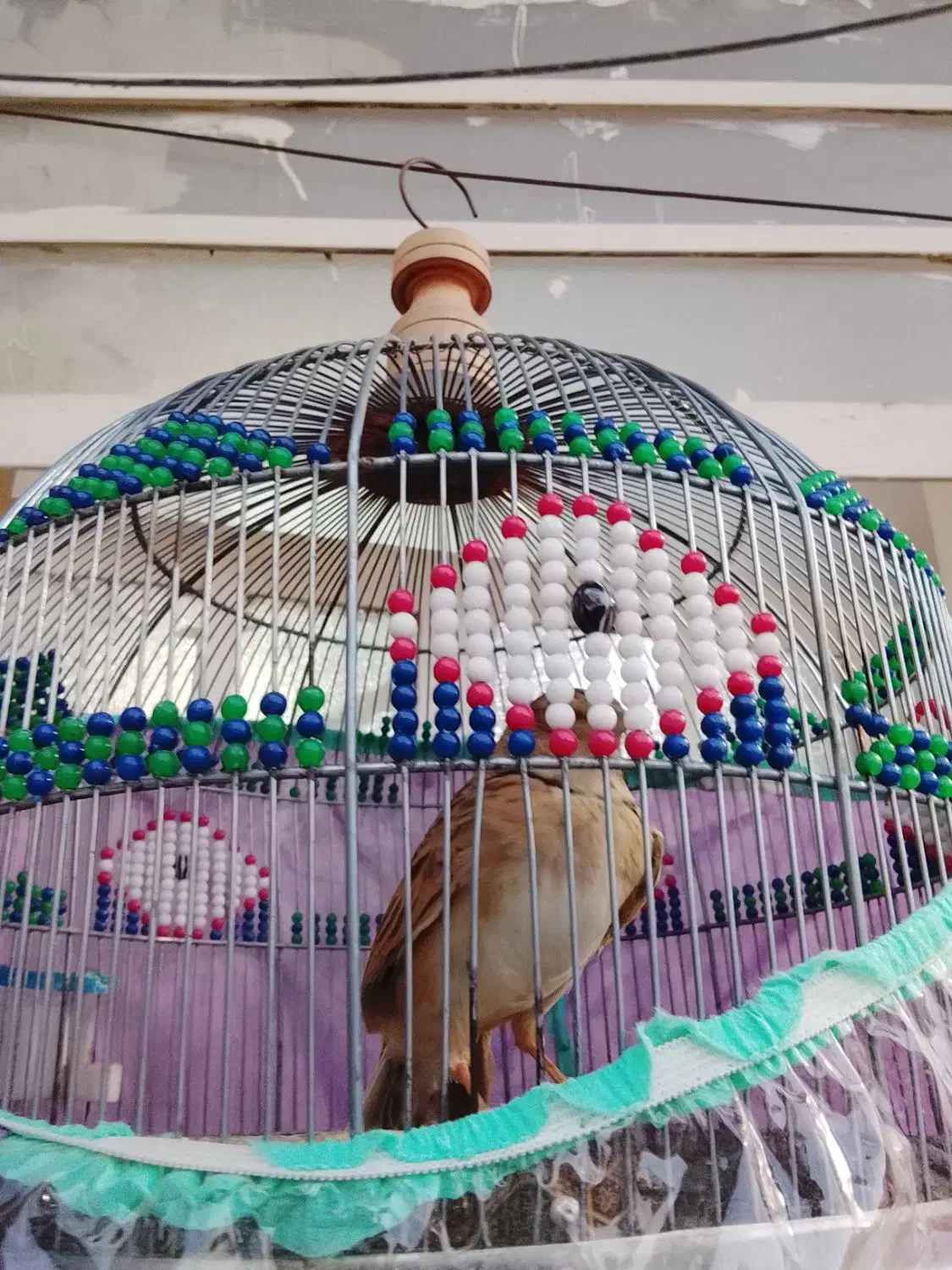 چگاوکو|پرنده|خورموج, |دیوار