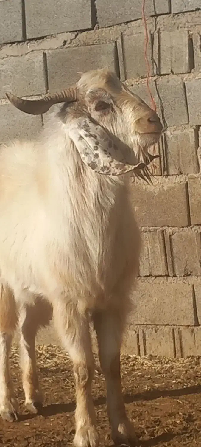 بز دودندان|حیوانات مزرعه|قیدار, |دیوار