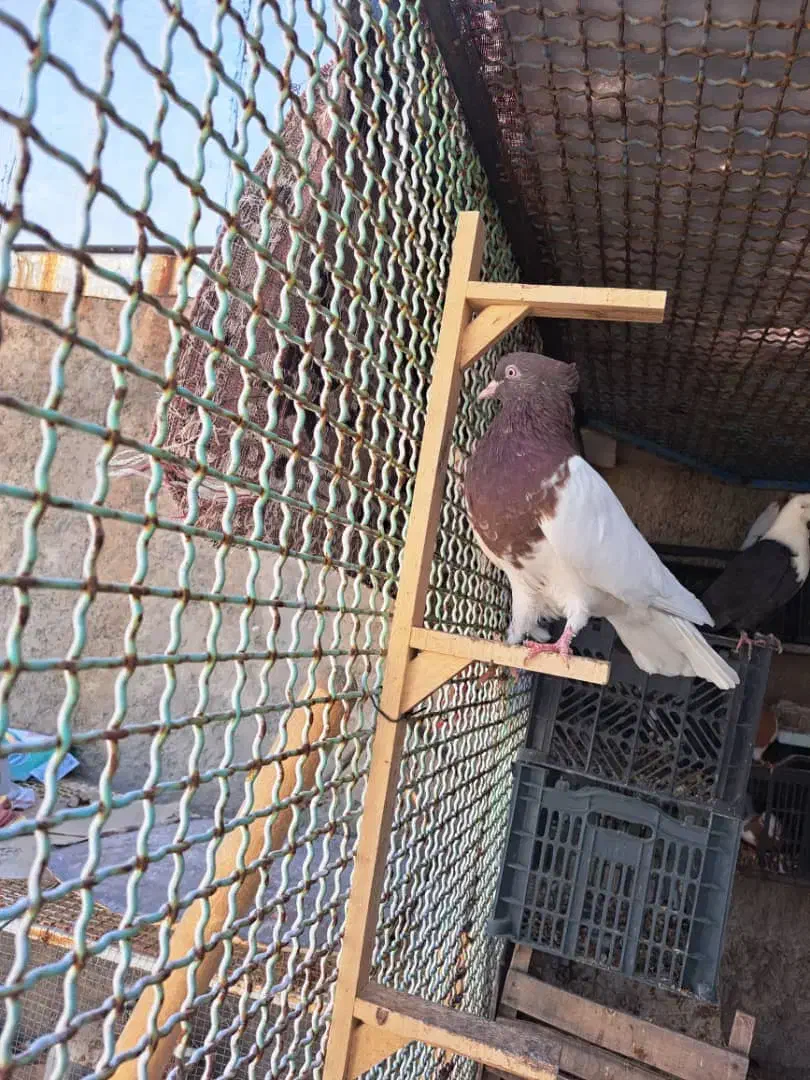 کله سرخ ماده|پرنده|علامرودشت, |دیوار