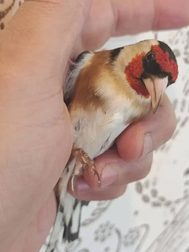 سهره نر|پرنده|تهران, دولاب|دیوار