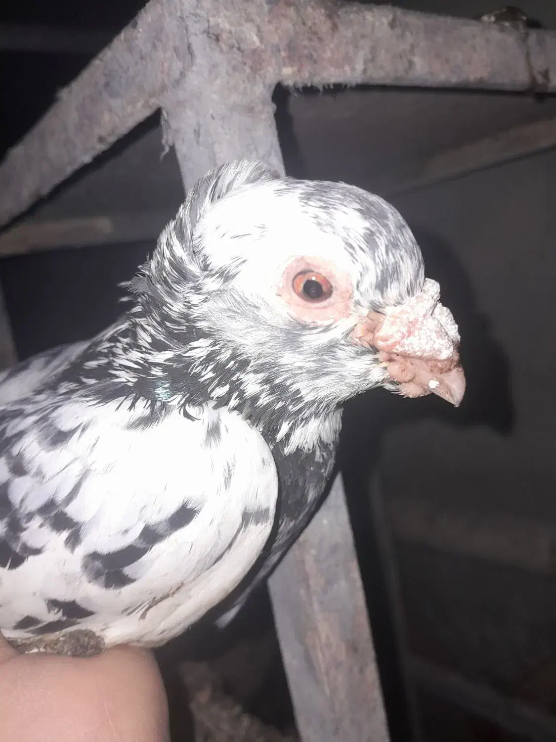 پرنده رنگی|پرنده|مسجد سلیمان, |دیوار