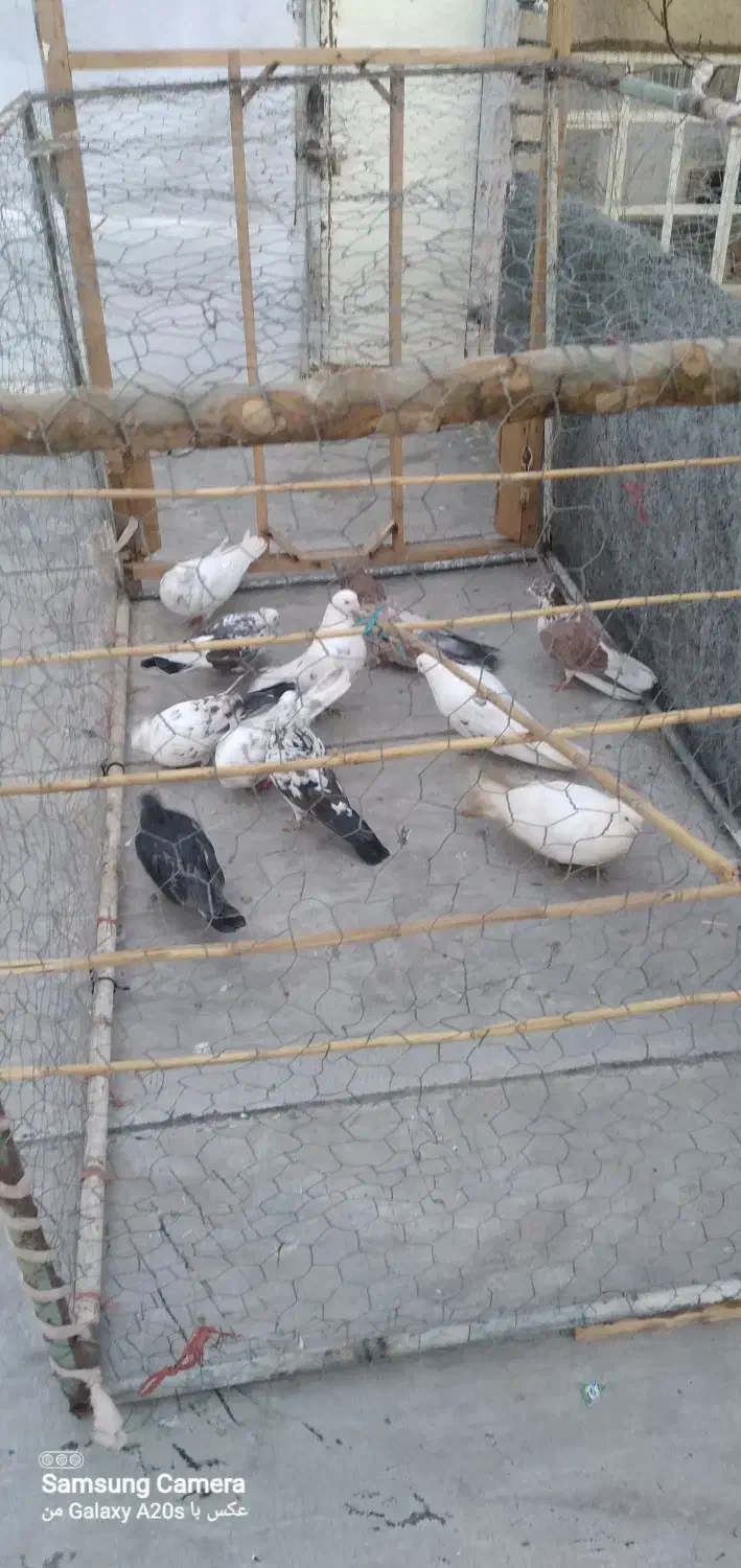 ۱۹۲۹۸۳۷۳|پرنده|ساروق, |دیوار