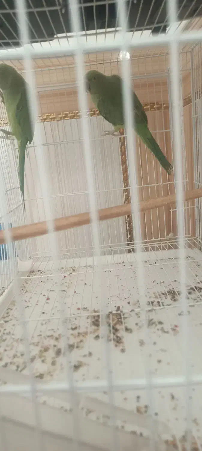 طوطی|پرنده|زهک, |دیوار