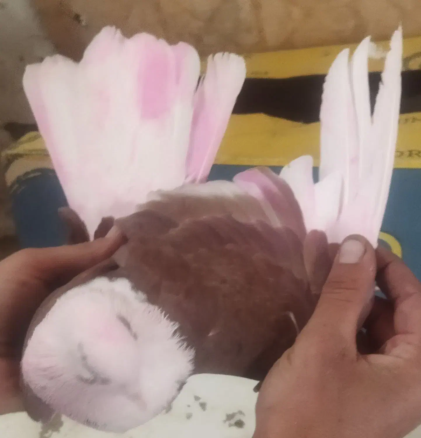 کفتر شازده.پرشتی عتیقه|پرنده|ملایر, |دیوار