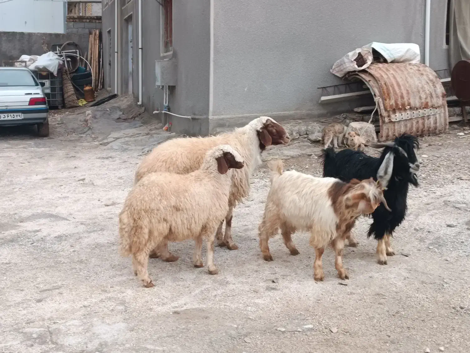 بره وقوچ اصیل سنجابی فروشی|حیوانات مزرعه|سرپل ذهاب, |دیوار