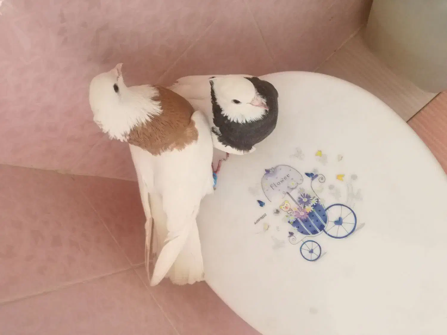 دو جفت کفتر خوب|پرنده|شیراز, کوشک میدان|دیوار