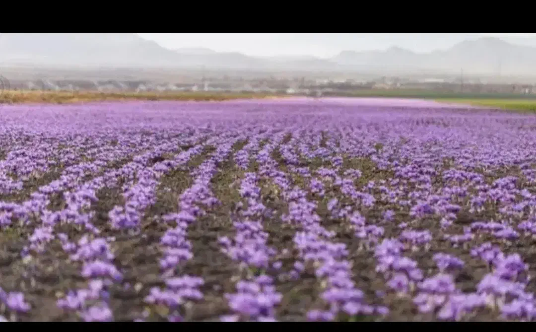 زعفران سرایان|خوردنی و آشامیدنی|سرایان, |دیوار