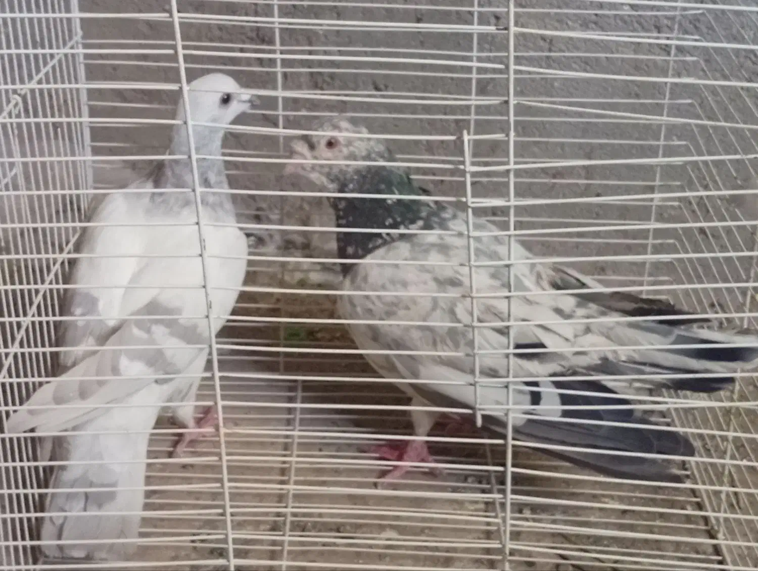 جفتگاه|پرنده|تربت‌حیدریه, ۴۵ متری|دیوار