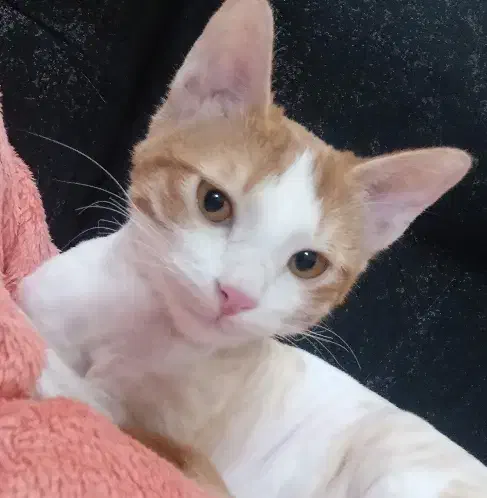 واگذاری گربه|گربه|سمنان, |دیوار