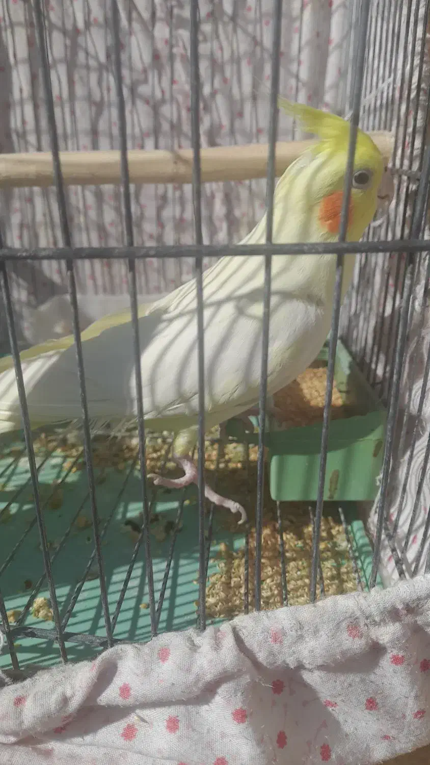 عروس هلندی لوتینو ،یکساله|پرنده|دامغان, |دیوار