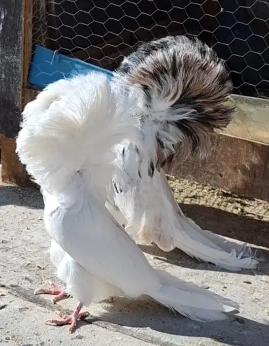 زرد خارجی جاکوبین بخارا سرور|پرنده|یزد, |دیوار